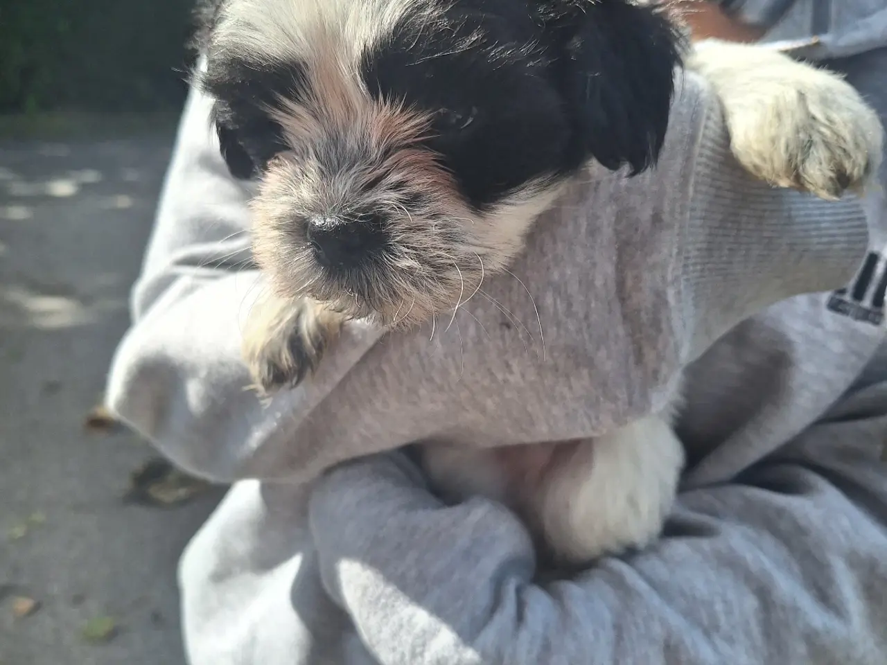 Billede 6 - Lhasa Apso malteser hvalpe