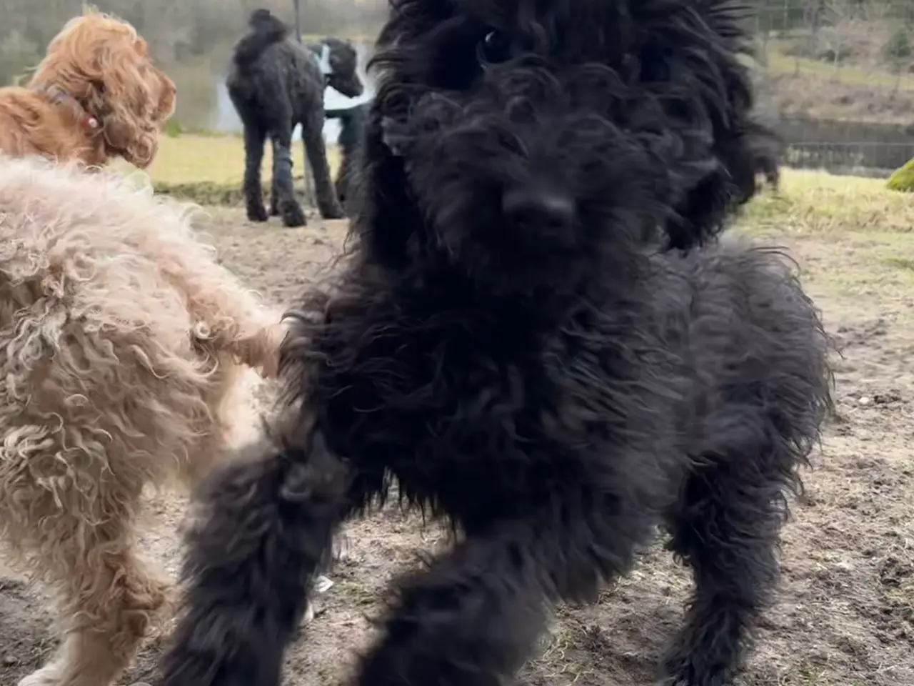 Billede 3 - Cockerdoodle / Cockapoo / Cockerpoo / Doodle hvalp