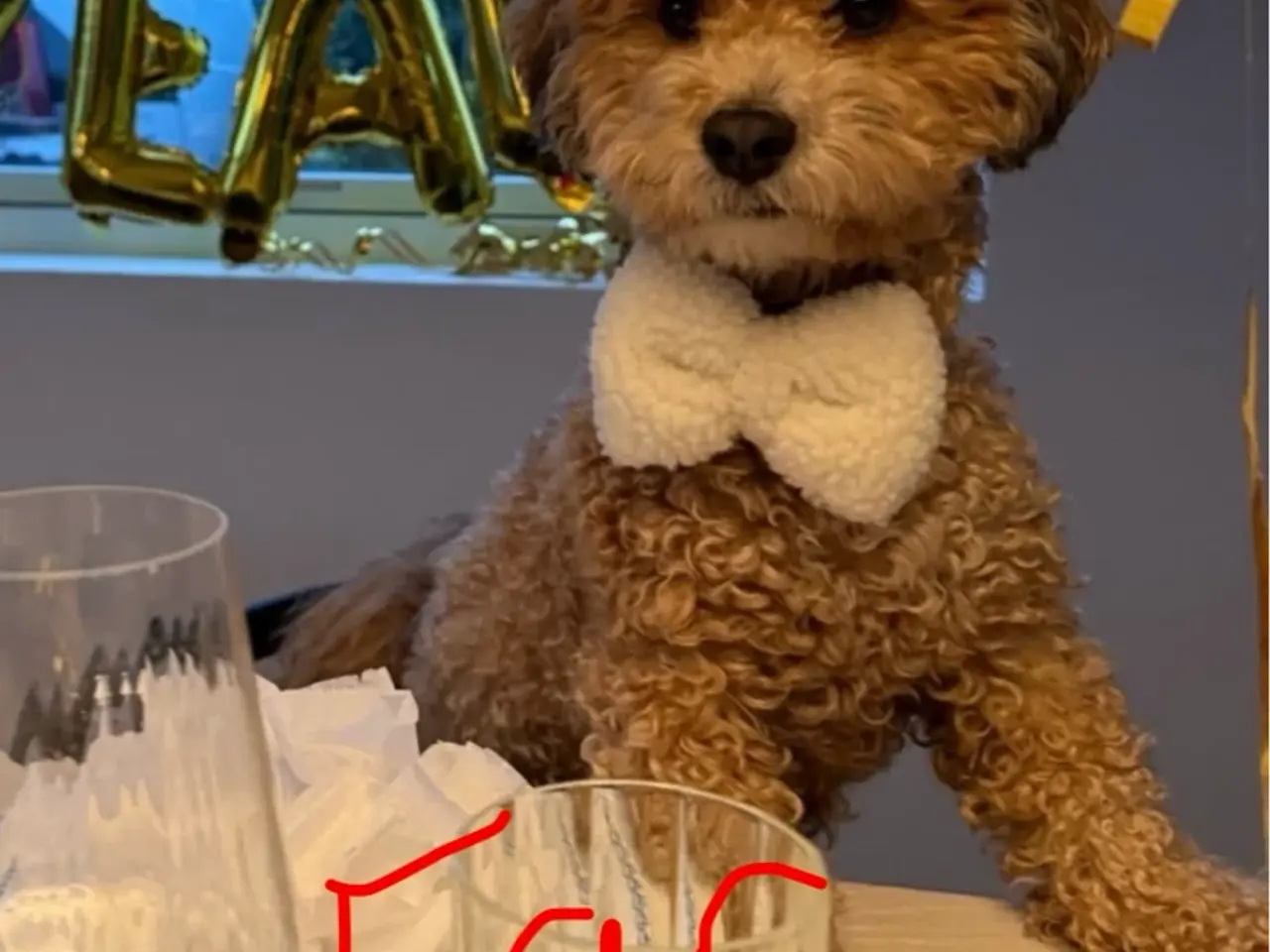Billede 14 - Super dejlig Bichon Havanais hvalpe🐶
