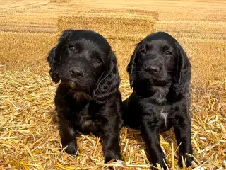 Field cocker/ FT springer  - 2
