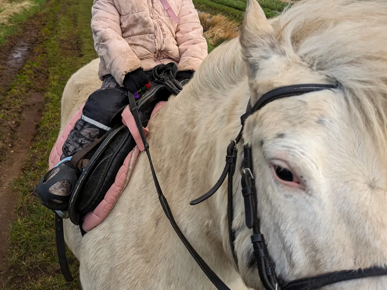 Billede 8 - Knabstrupperpony til ridning eller avl