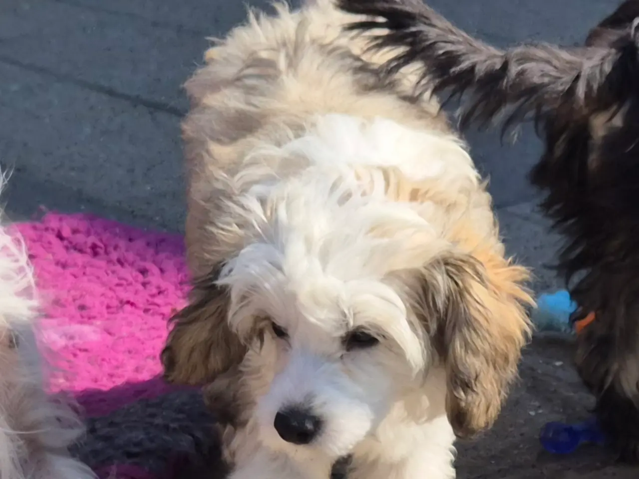 Billede 4 - Hunde hvalpe