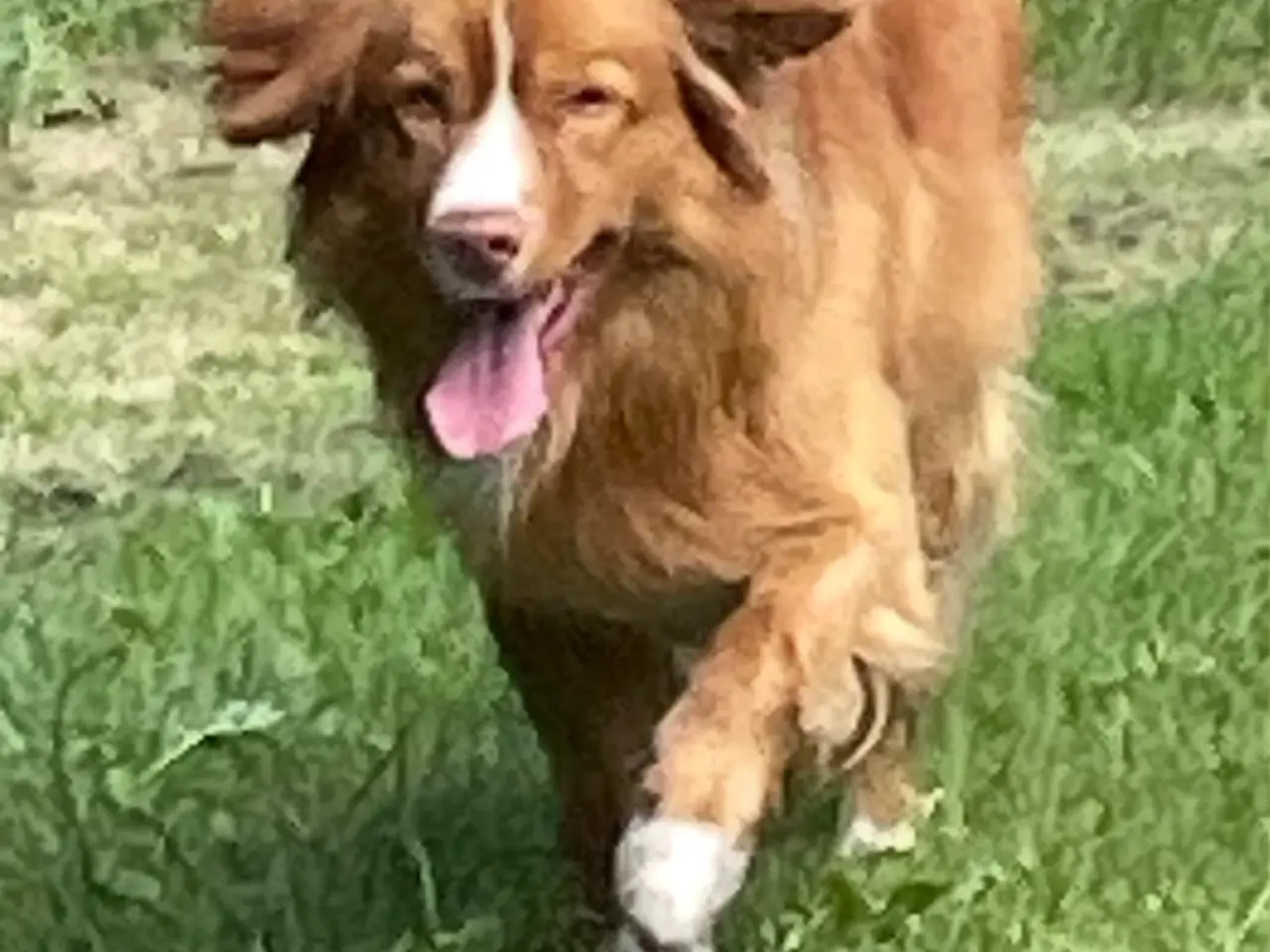 Billede 6 - Nova Scotia Duck Tolling Retriever hvalpe