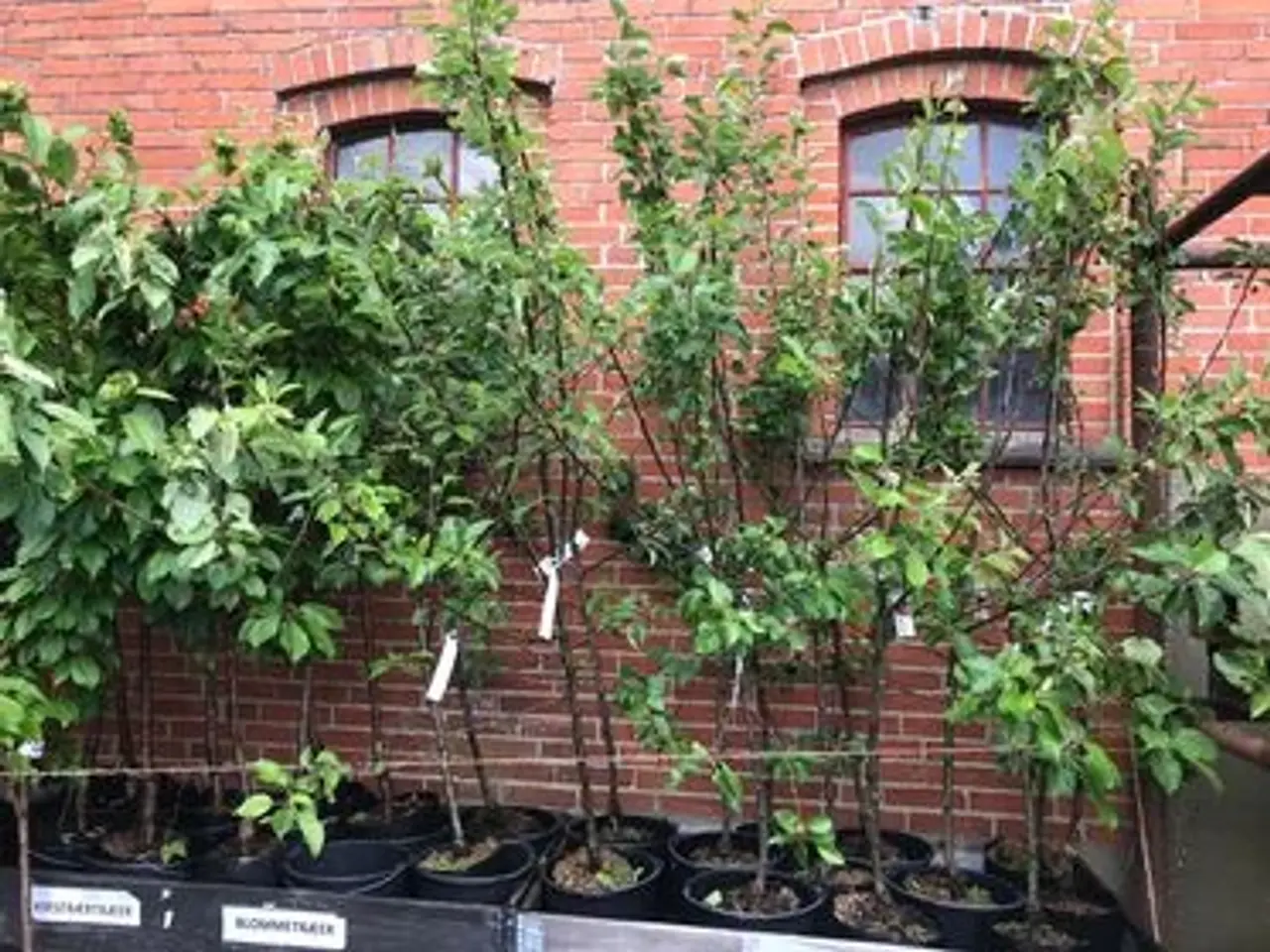 Billede 1 - Frugt træer, æble, kirsebær, blomme og pære