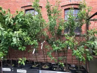 Frugt træer, æble, kirsebær, blomme og pære