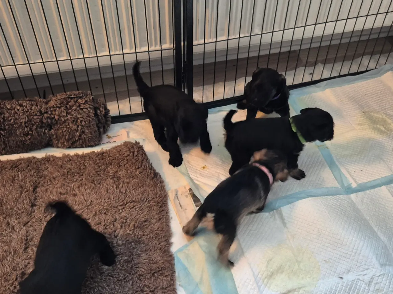 Billede 10 - Poo Schnauzerpoo puddel