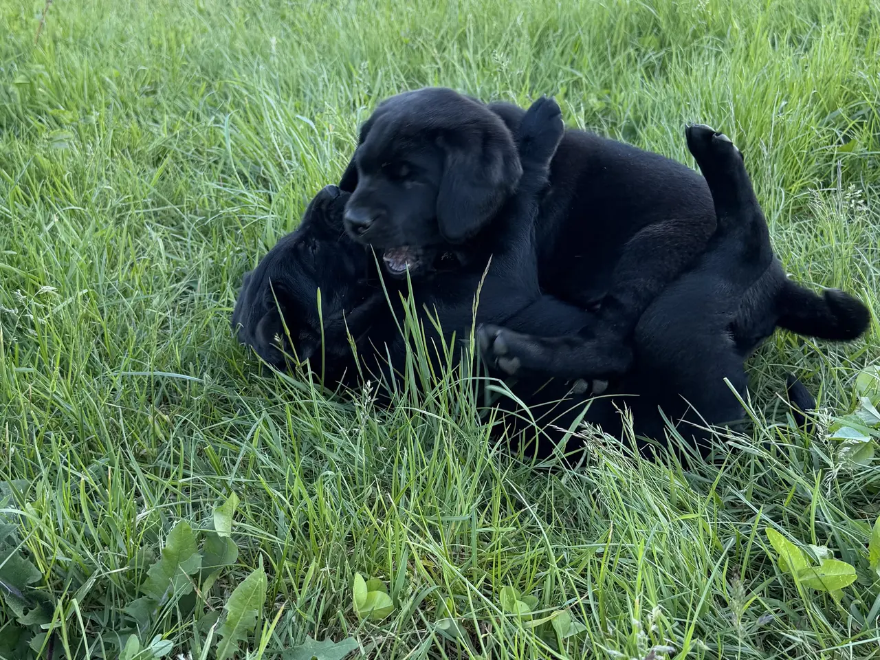 Billede 3 - Labrador hvalpe søger nye familier 🖤
