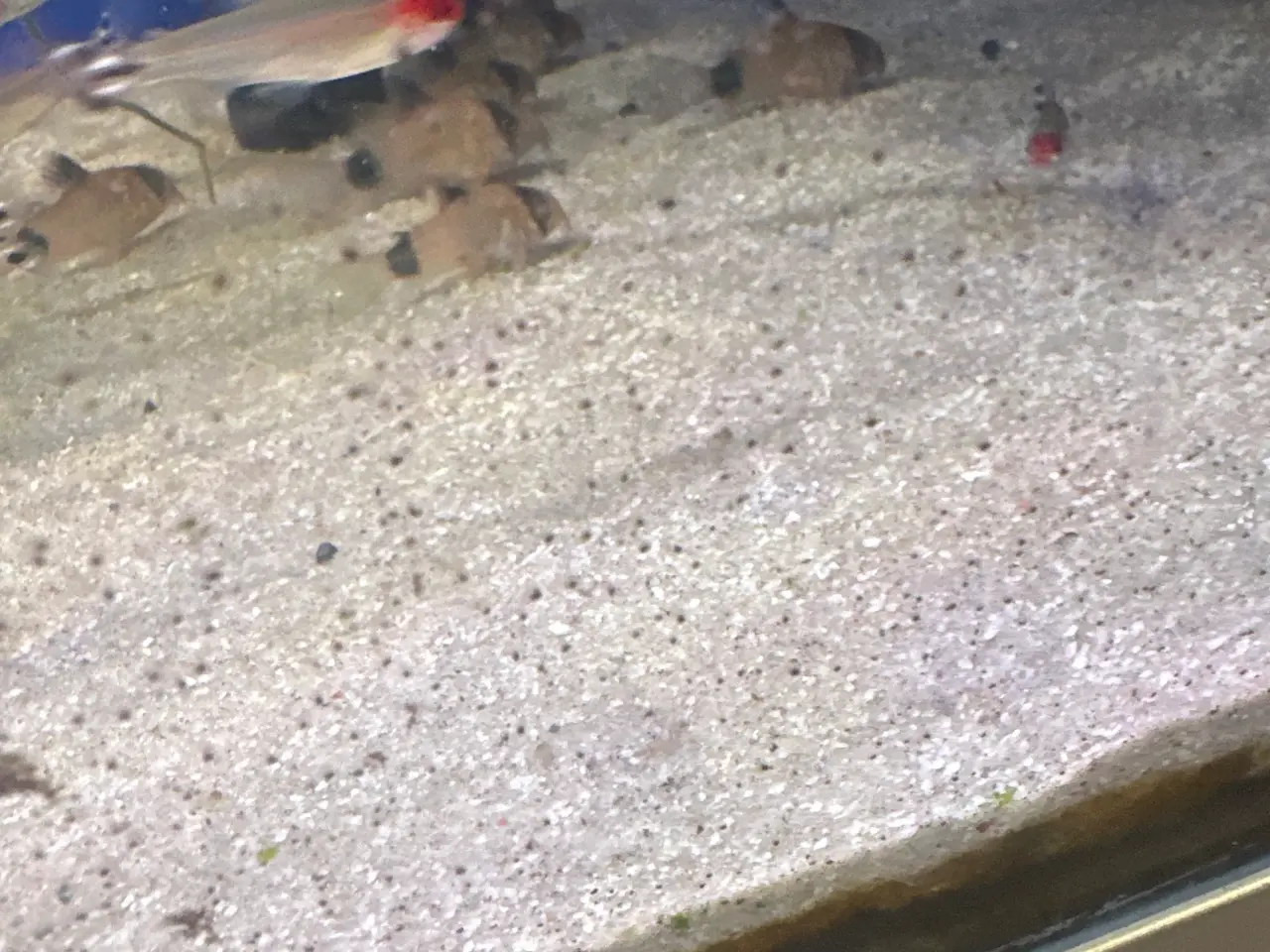 Billede 1 - Corydoras panda