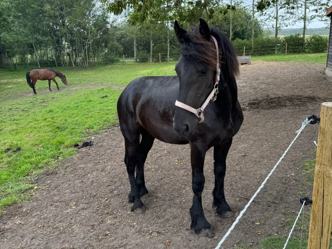 Billede 1 - Frieser/barok pinto hoppeplag