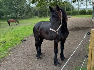 Frieser/barok pinto hoppeplag 