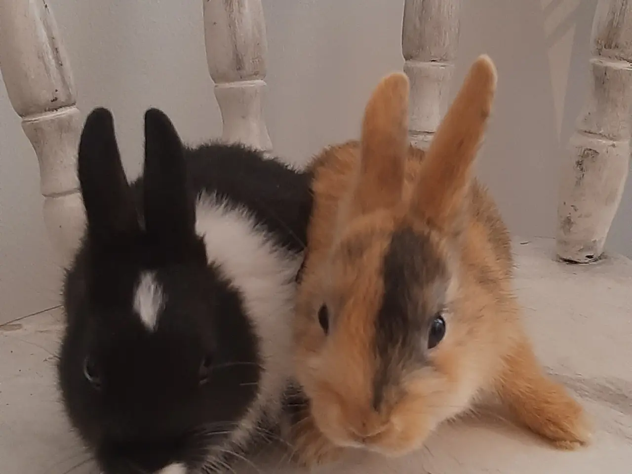 Billede 12 - (1200kr for 2)8 Unge kaniner🐰🐇 forskellige racer