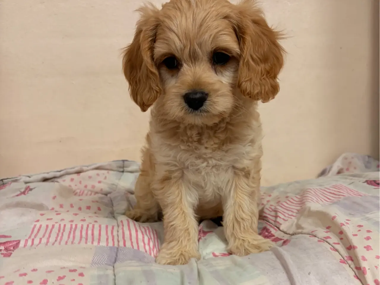 Billede 2 - De smukkeste F1 Cavapoo babyer