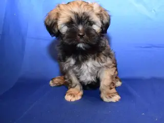Lhasa Apso hvalpe - 4