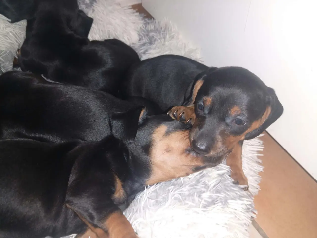 Billede 8 - Standard korthåret gravhunde