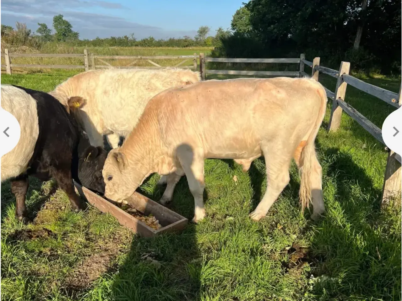 Billede 2 - Helt hvid Galloway tyr Udlejes