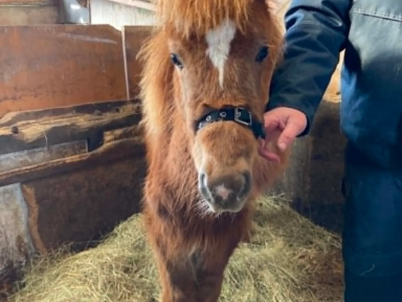 Billede 12 - Max - Hingst