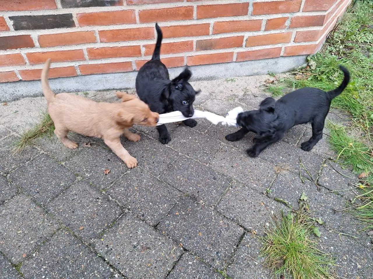 Billede 7 - Lækre Labradoodle hvalpe