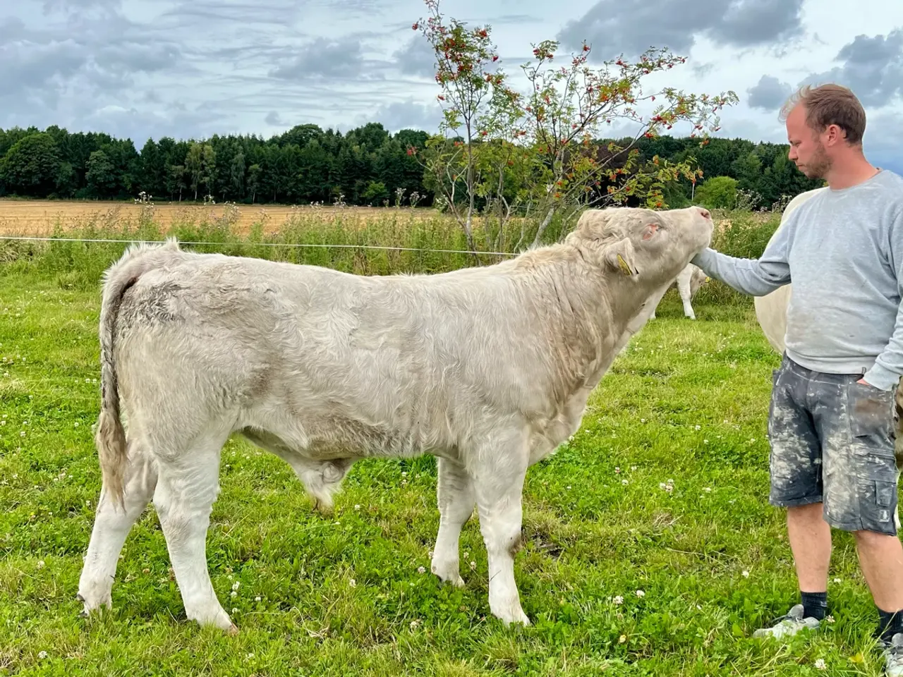 Billede 2 - Charolais tyrekalve 