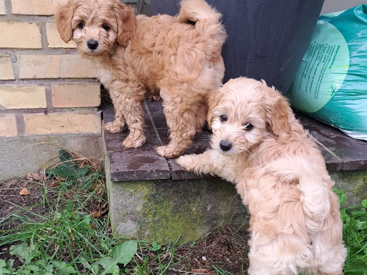 Billede 2 - Maltipoo hvalp puddel - maltipoo