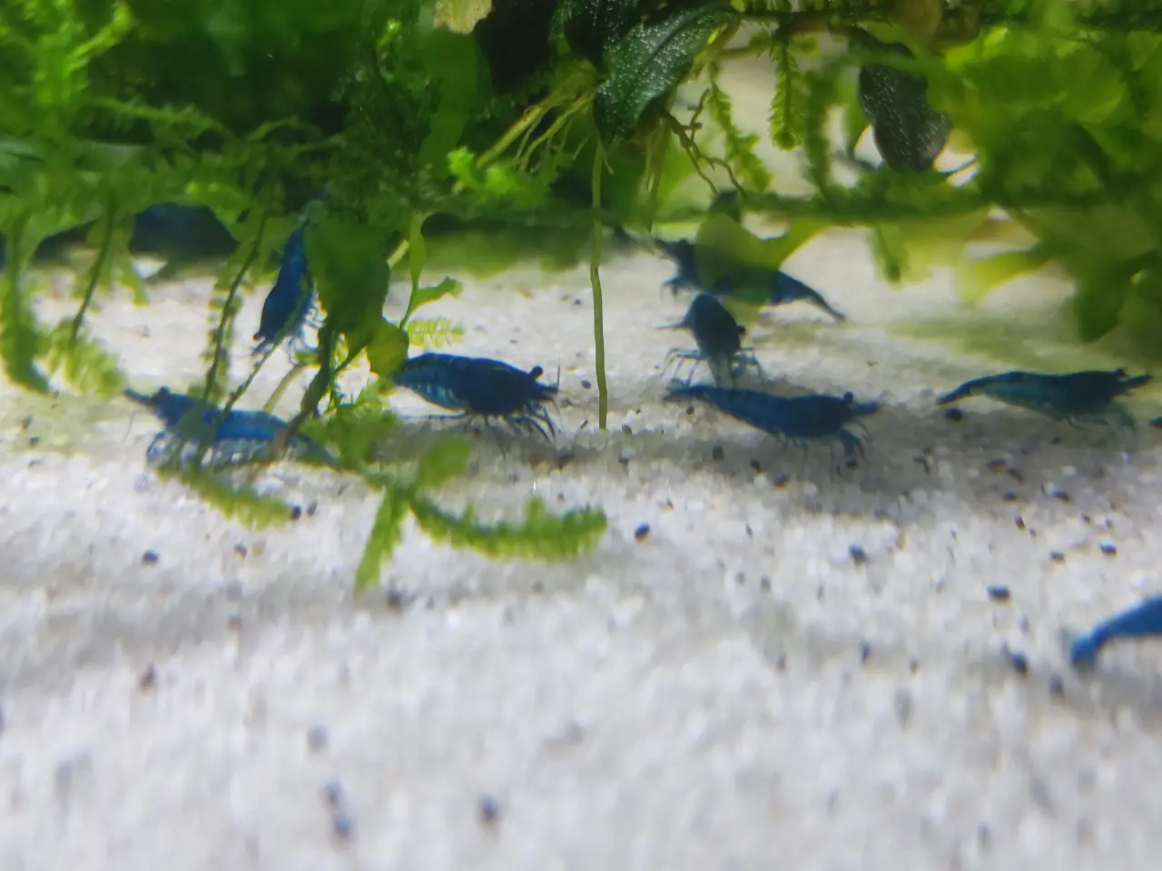 Billede 1 - Blue Dream Rejer 