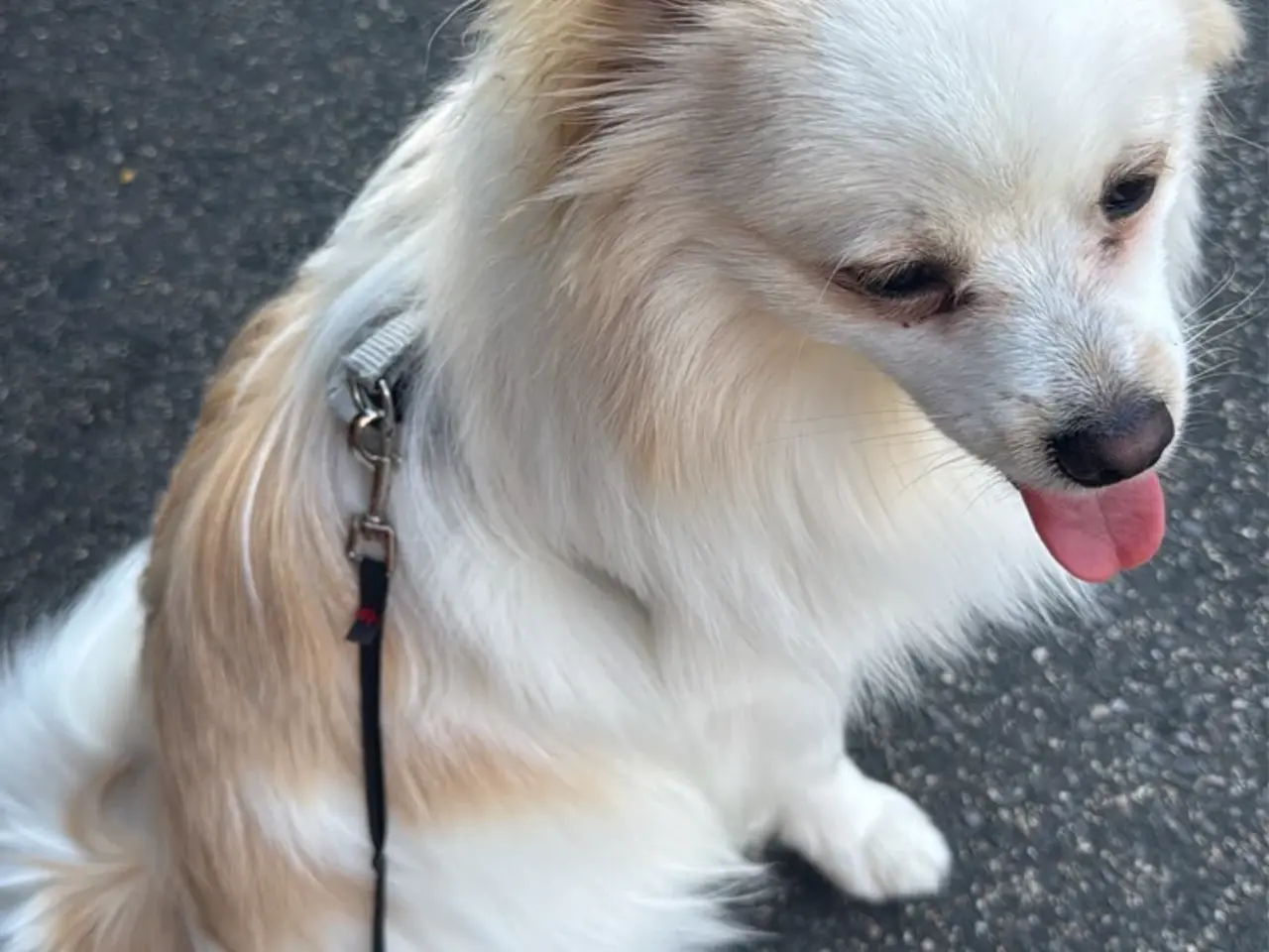 Billede 3 - Pomeranian hanhund på 10 måneder