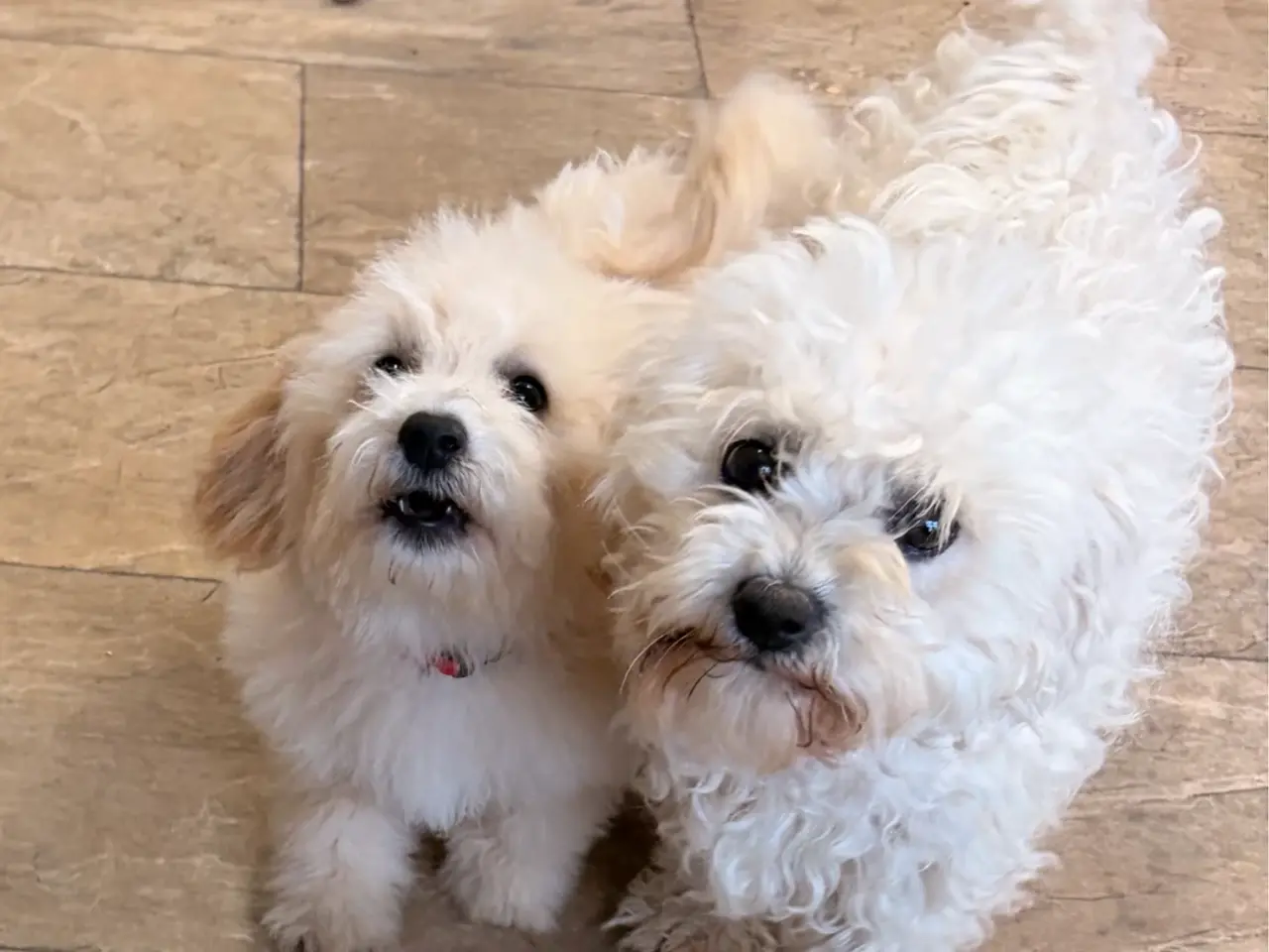 Billede 5 -  Maltipoo pige søde selma