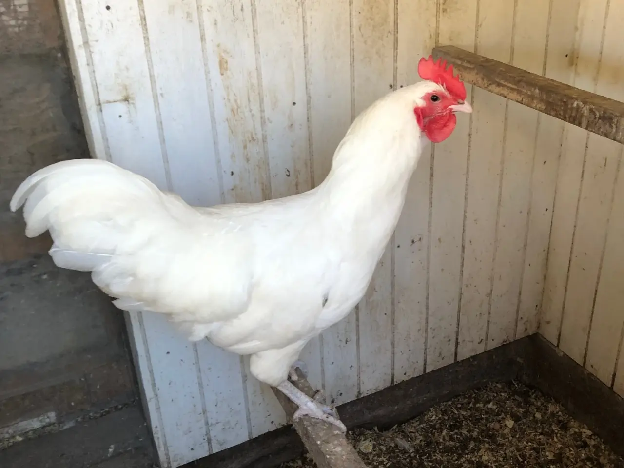 Billede 1 - Australorps hane ca 8 mdr. 1 kr.