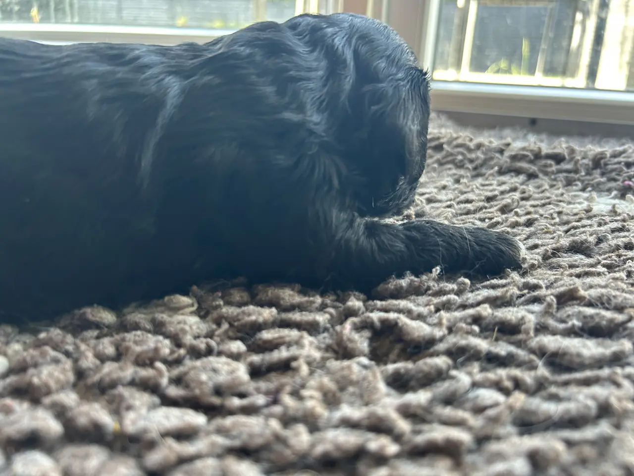 Billede 2 - Cavapoo f1 dreng sælges