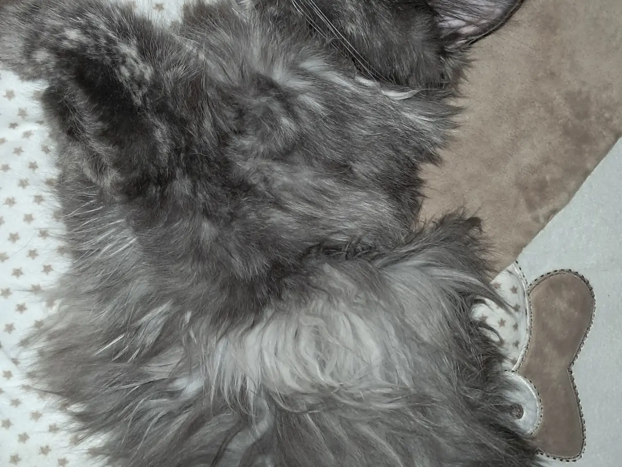 Billede 3 - Maine coon kat