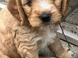 De sødeste cockapoo  - 4