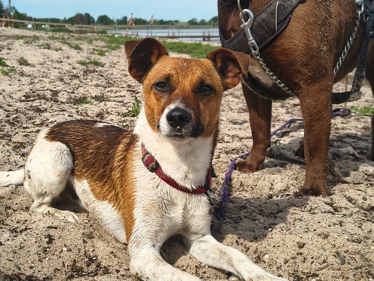 Billede 1 - Dansk svensk gårdhund