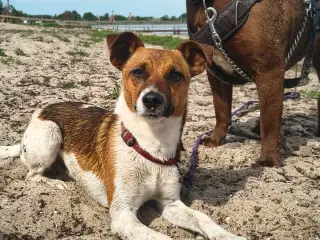 Dansk svensk gårdhund