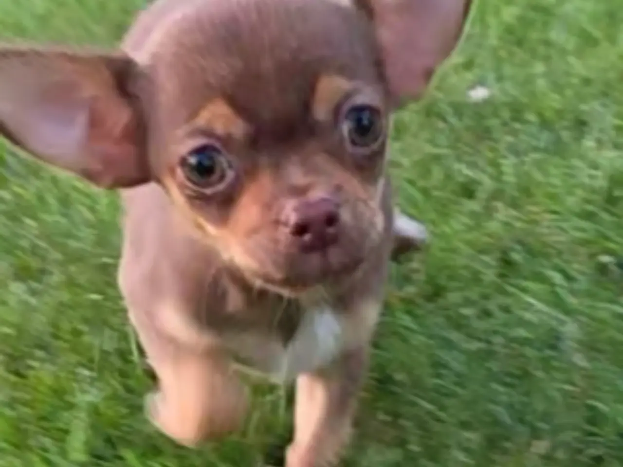 Billede 3 - Chihuahua hvalp