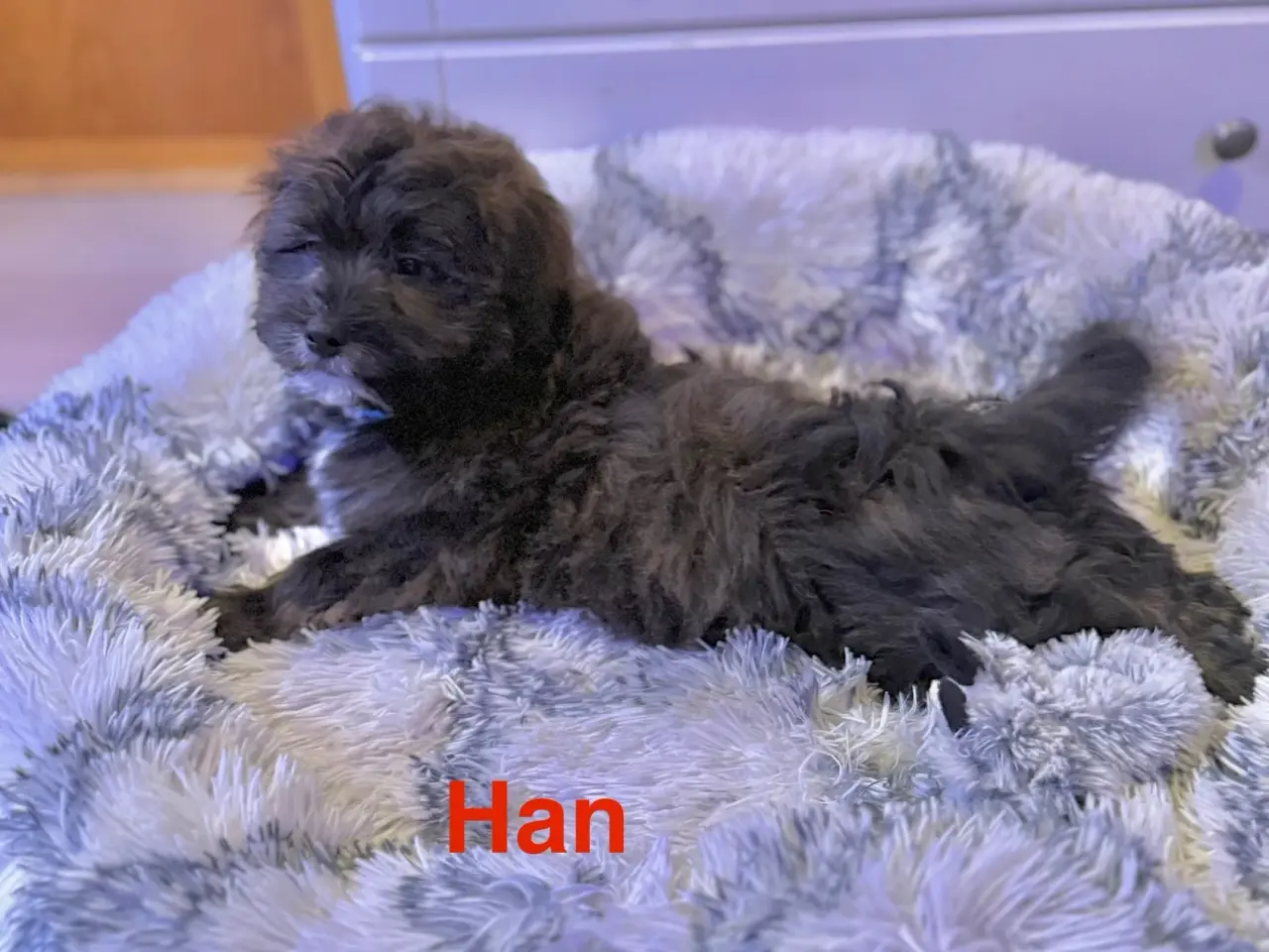 Billede 2 - Cavapoo Far/  Shih tzu-mor/ 