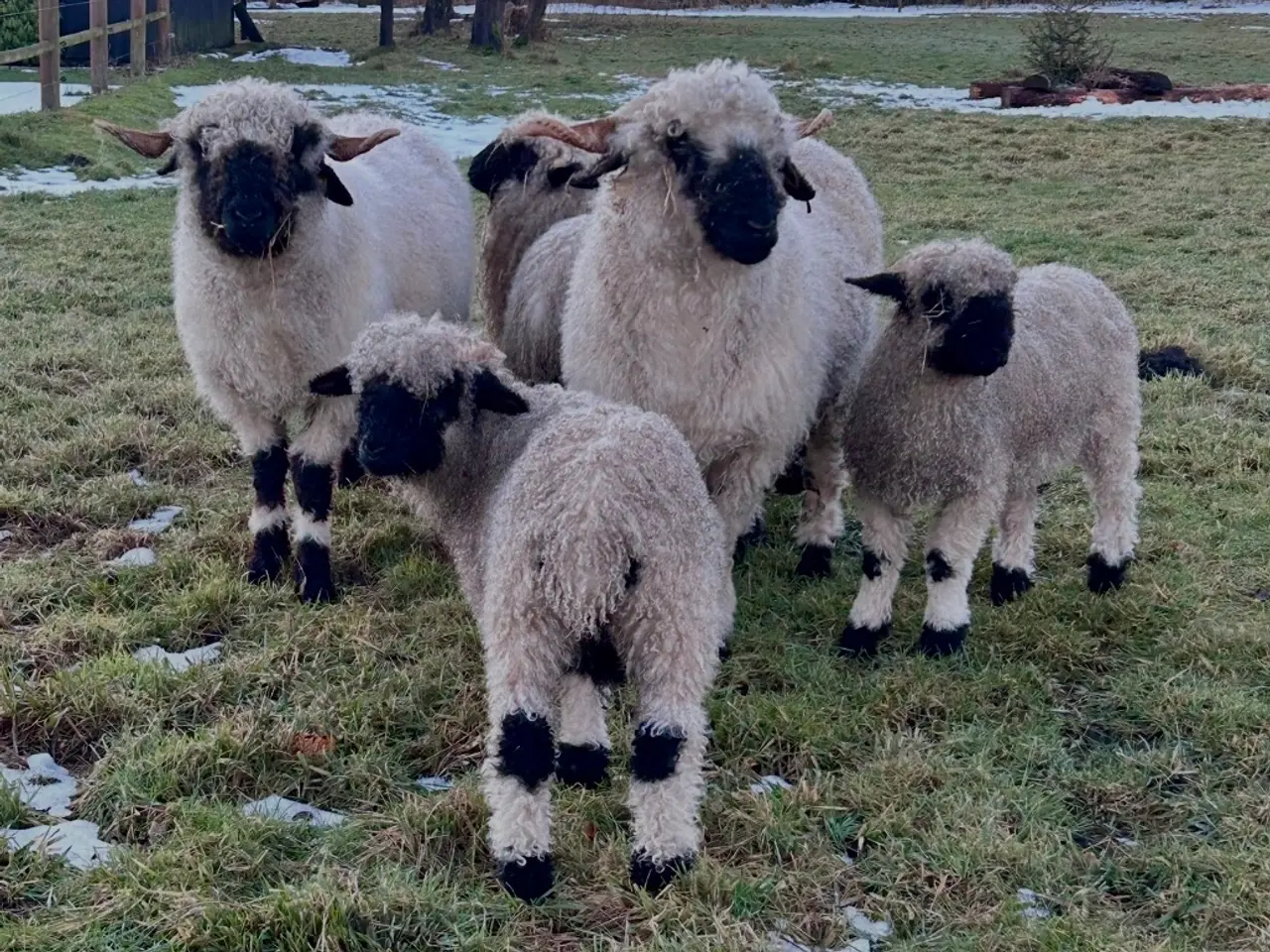 Billede 1 -  Blacknose flok sælges til rette hjem 