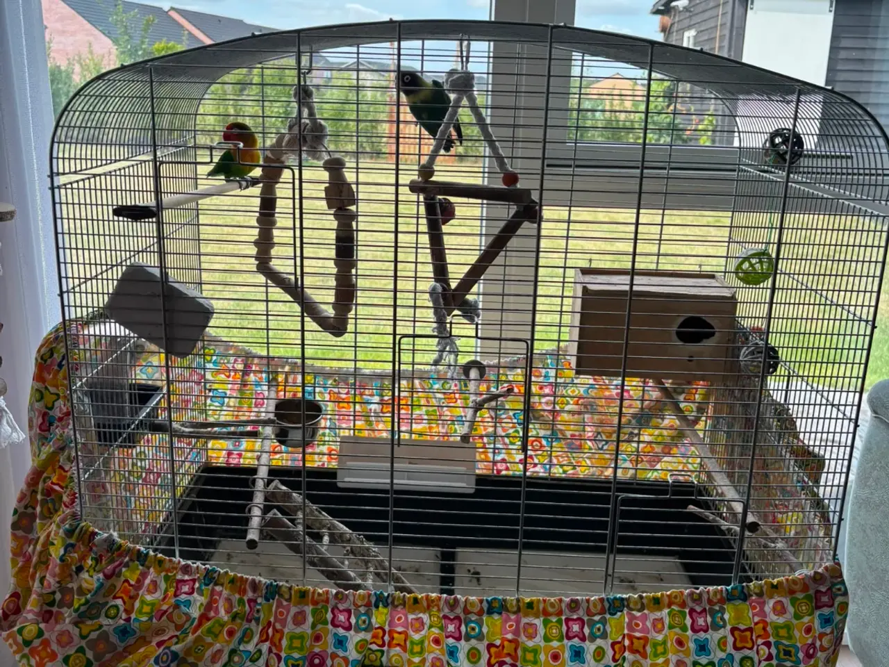 Billede 5 - 2 voksne dværgpapegøjer sælges med stort bur 🐦❤️