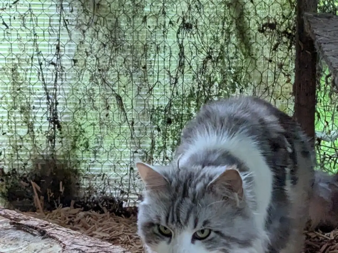 Billede 4 - En voksen Maine coon han