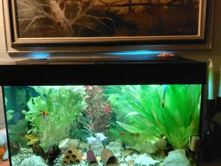 Juvel 125 l akvarium
