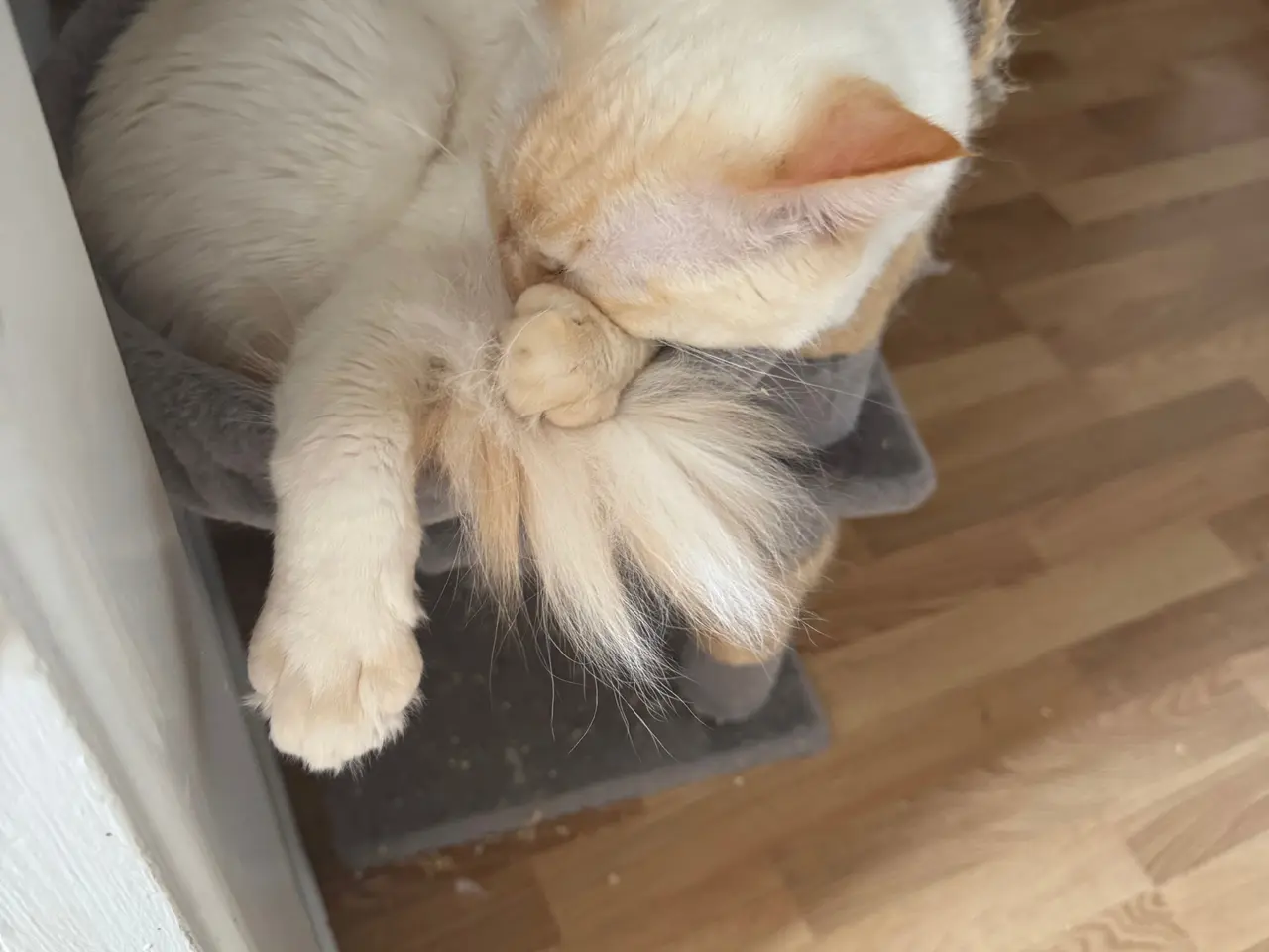 Billede 3 -  Smuk fertil Ragdoll-hankat 
