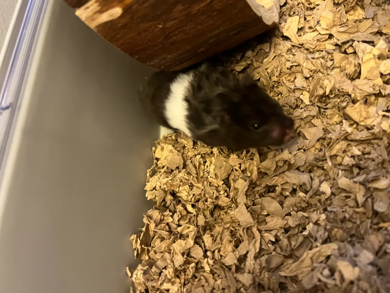 Billede 4 - Hamster- marsvin bur samt guldhamster sælges