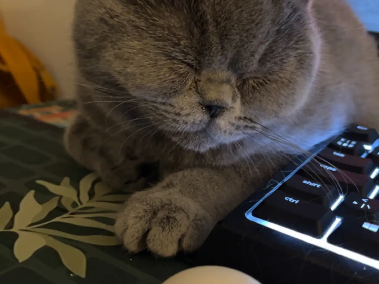 Billede 4 - British shorthair katte sælges