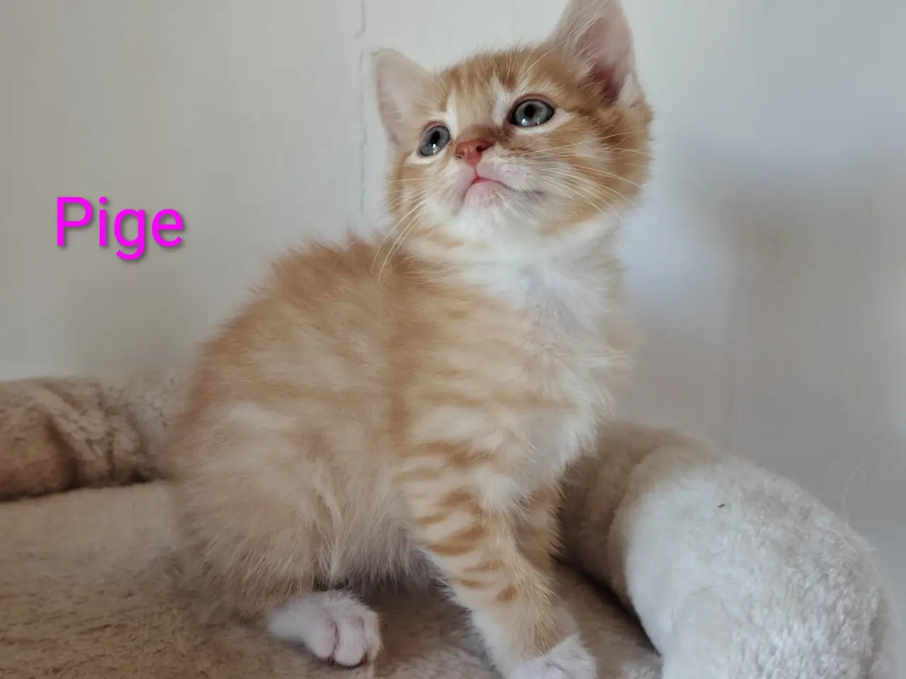 Billede 2 - 🌸Smukke Blandinger, kan Resaveres nu🌸