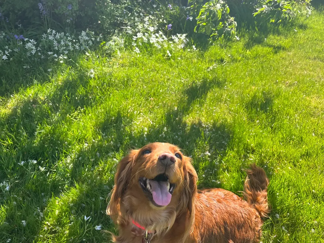 Billede 2 - Ft cocker spaniel