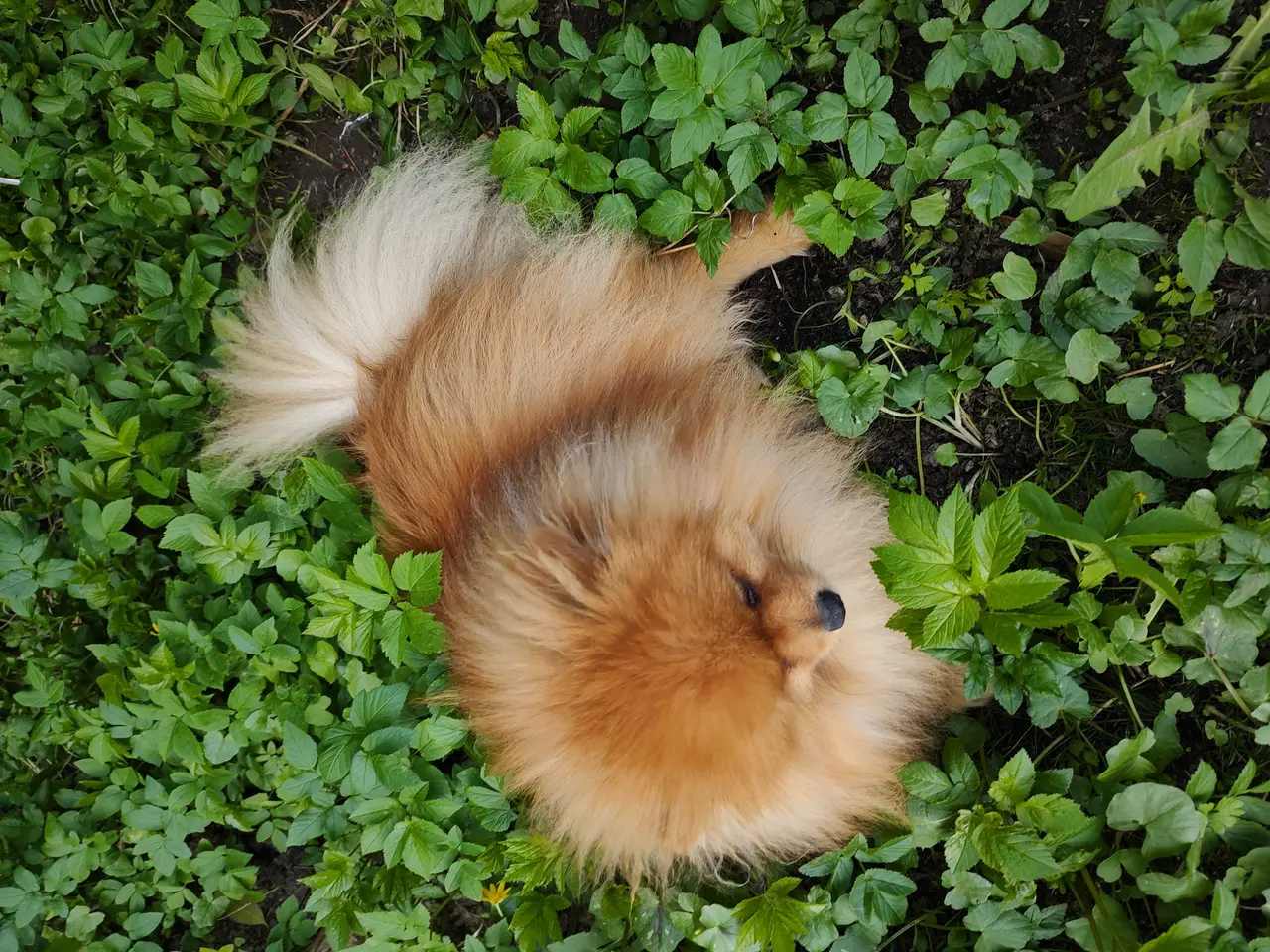 Billede 5 - Mini tecup Pomeranian