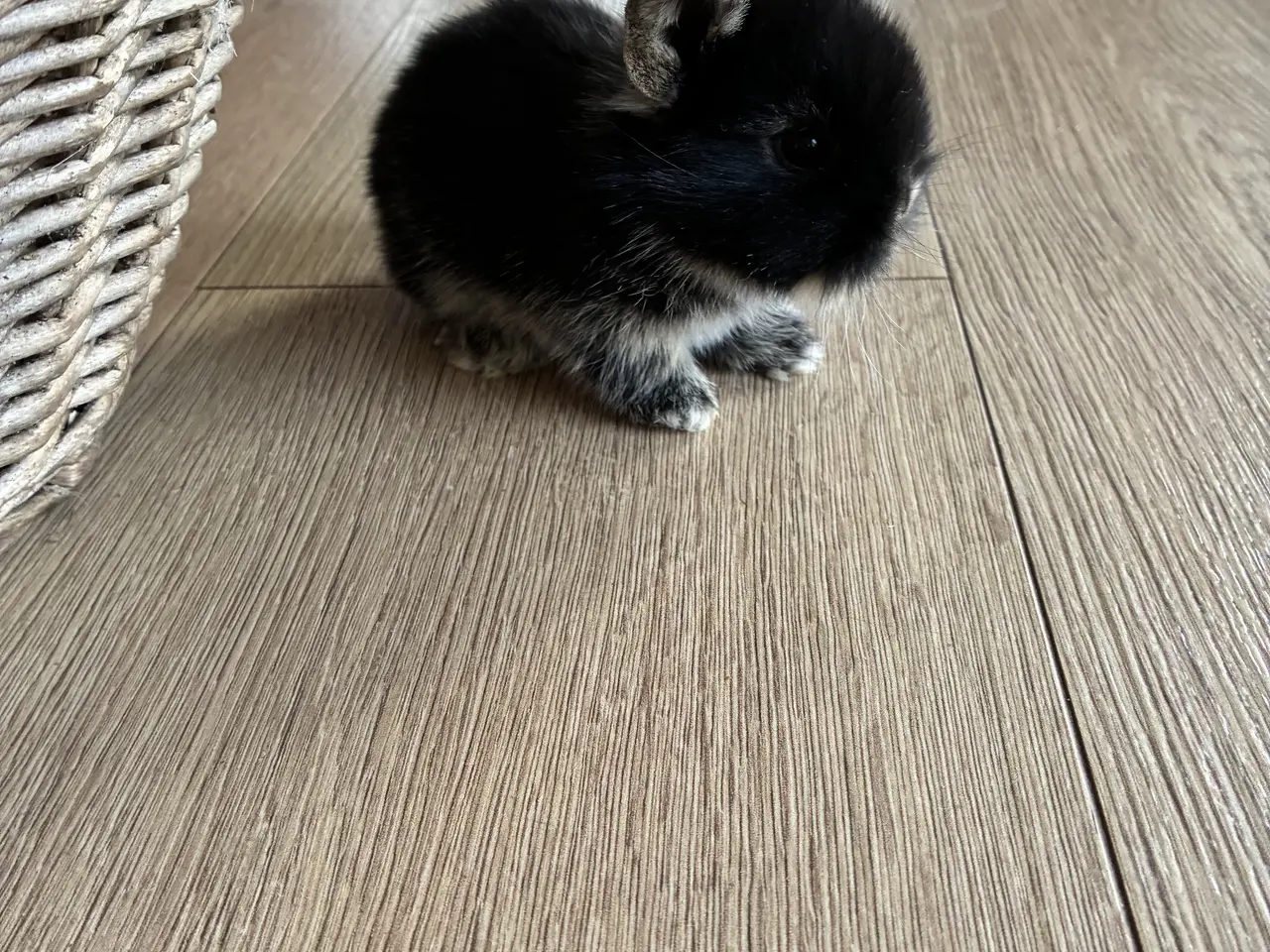 Billede 6 - Minilop lionlop