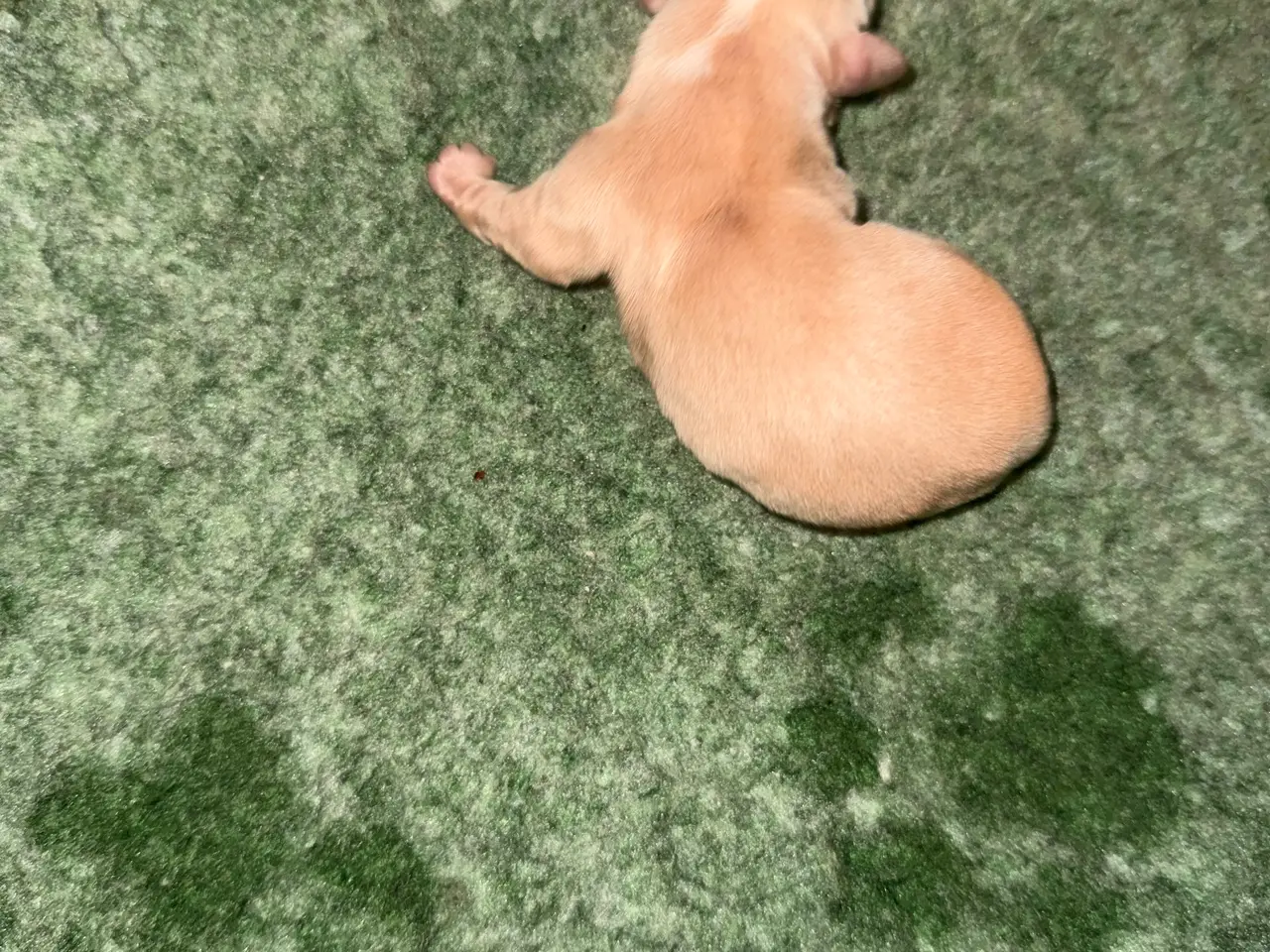 Billede 5 - Fantastiske Bichon Havanais.