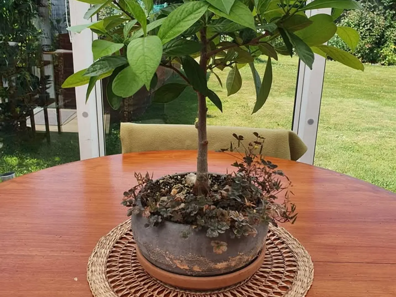 Billede 11 - 4-6 stk. Baobab-plante til salg (Bonsai)