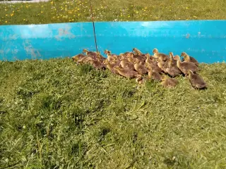 gæslinger af gammel grå landrace sælges