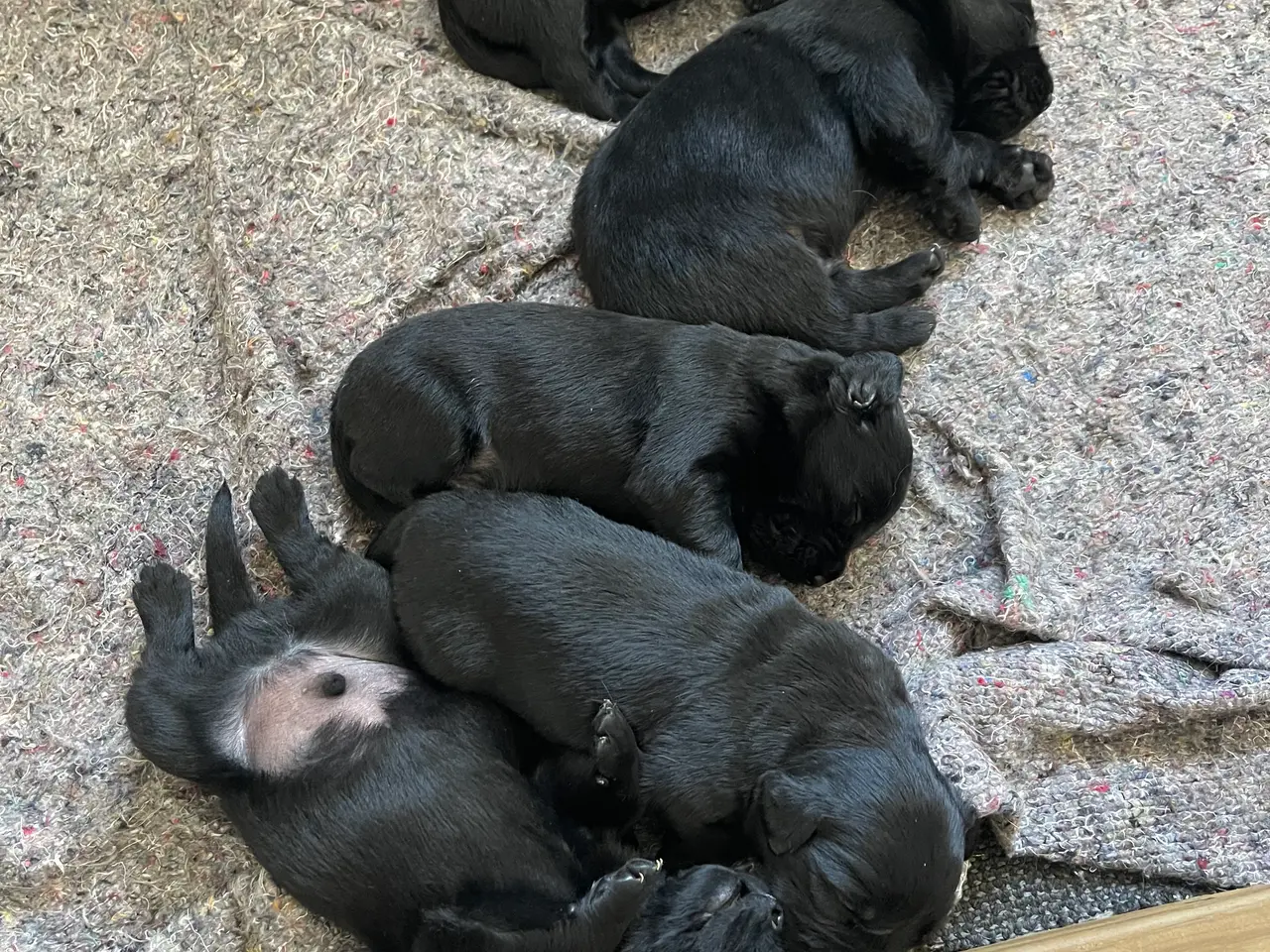 Billede 2 - Hundehvalpe til salg