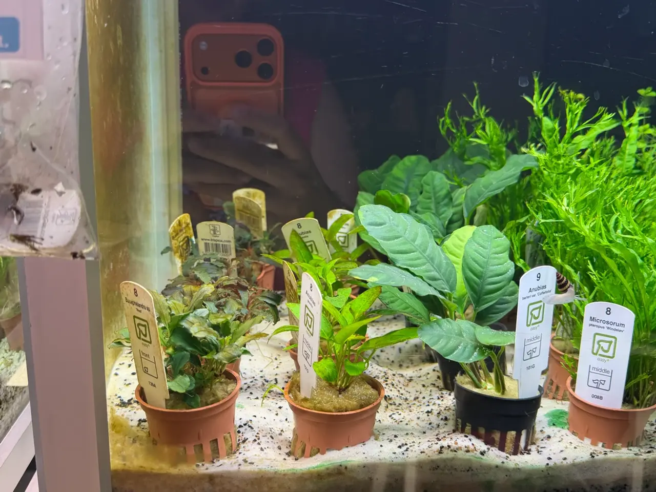Billede 7 - Super flotte akvarieplanter fra 10kr.